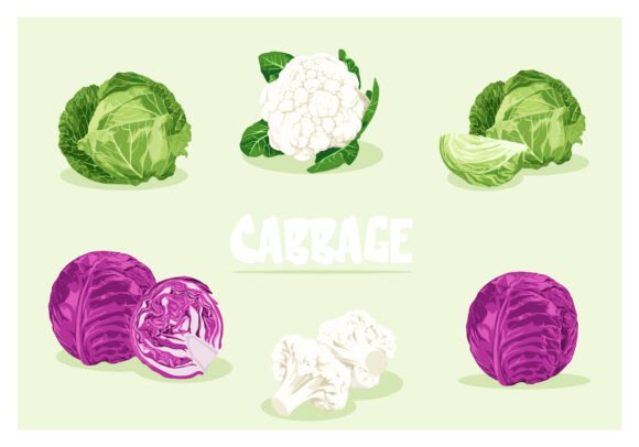 Cabbage Vector Illustration Set for Creative Projects